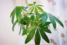 并头发财树修剪方法图片