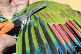 给鹦鹉剪羽不是残忍，新入门的鸟友应该这样给爱鸟剪飞羽图片