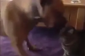 狗狗霸道总裁范，强吻猫咪，猫咪盛怒之下扑向狗狗，目测狗悲剧了图片