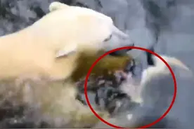 猫咪坠入动物园水池，下一幕吓得游客们魂飞魄散！图片