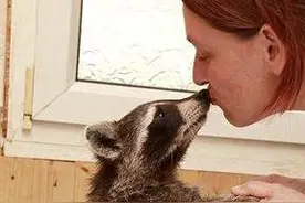 美国人养的宠物五花八门图片