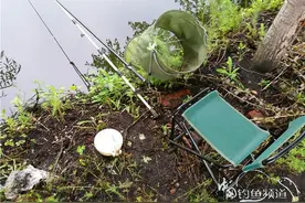 鱼钩三上树    小鲫四斤多图片