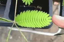 图文笑话：丈母娘过生日送礼物，女婿机智过关图片