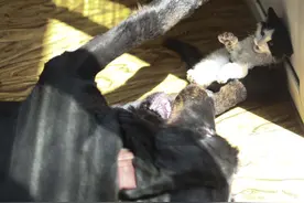 60斤大藏獒“爱”上了1斤重的小花猫图片