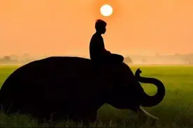 壹读 | 在老挝丛林骑大象，真不是一件浪漫的事图片