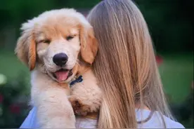 大暖男金毛幼犬身体缺陷身残志坚感动众多网友，眼眶红~图片