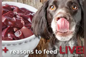 为什么需要给你的狗喂食肝脏图片