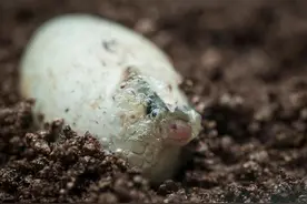 实拍幼蛇破壳而出的全过程，一个不一样的小生命！图片