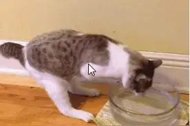 天生没有前腿的喵星人 它坚强的活下来了 快乐的像个小兔子图片