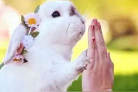 史上最萌的兔子！瑞典4岁垂耳兔卖得一手好萌图片