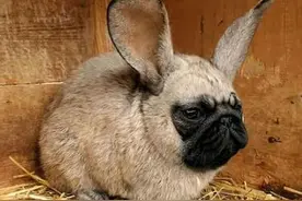 恶趣味！这些PS动物很有意思，哈哈哈满满的违和感图片