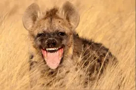 鬣狗弃用掏肛技，单枪匹马正面捕杀角马，不用掏肛的鬣狗会输么？图片