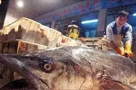 <完全鱼种手册>认识马鲛图片