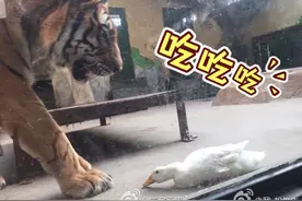 动物园老虎鸭子同框竟相安无事！鸭子果然是动物界的泥石流！图片