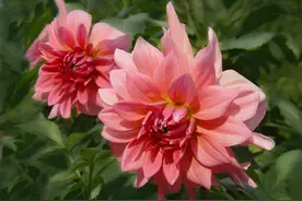 每周一花·别具一格的优雅：大丽花 种植养护方法图片