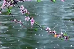 落花有情，流水无意图片