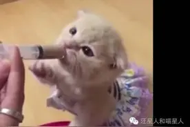 主人谢谢你给我吃这么好吃的食物，喵星人吃饭时的表情太萌了图片