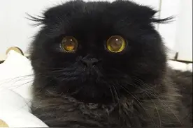 这只萌萌的小黑猫，好像《千与千寻》里面的小煤球，萌炸了...图片