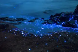 美不胜收！夜晚的海滩上布满了蓝色的眼泪图片