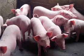 猪尿窝怎么办？四个办法解决它图片