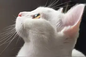 报告老师！我家猫不让我学习！图片