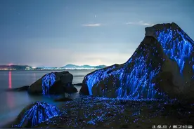 海滩岩石上出现一大片“蓝眼泪”，真是一道神秘的奇景！图片