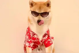 柴犬服装秀，戴上墨镜把妹爽，穿上女装显妖媚图片
