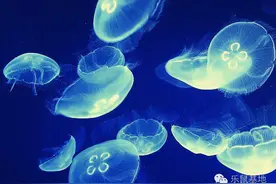 美味脆爽的海蜇，即使有毒也要把你吃掉图片