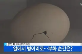 太热了！连冰箱上的鸡蛋都孵出了小鸡图片