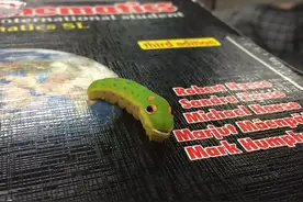 一只大青虫boy，化茧成蝶的过程，最后真是太惊艳了图片