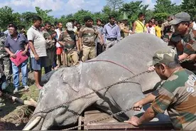 大象触碰高压线，瞬间四肢僵硬，直接倒地死亡，痛心的场面啊！图片