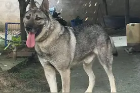 盘点10种帅气威武的狼犬，一起来看看你认识几种？图片