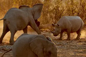 纳米西亚两只大象与犀牛的战争图片