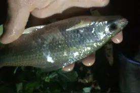 长沙夜钓记 老鬼饵料钓青鱼图片