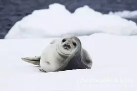 如何在南极正确地发朋友圈图片