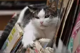 唱片店里的猫...“诶诶诶，不买别乱翻啊！”图片