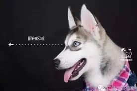 宠物照片到底该怎么拍？（下）图片