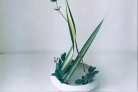 剑山 | 东方插花必备，咱中国人的发明图片