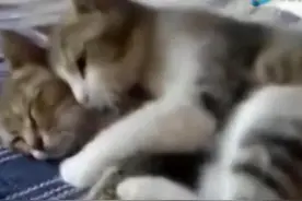 猫咪倾情演绎，结婚前及结婚七年后的变化，完全逆转，简直太像了图片