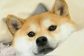中华田园犬的那些秘密，你知道多少呢？图片