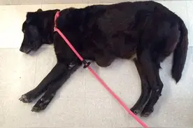 失明又垂死的老狗被前主人扔到收容所，有人领它回去给它最后温暖图片