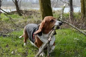 狗狗总叼木头回家，它的怪癖让主人濒临崩溃！图片