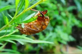绛县房前屋后的中草药: 蝉蜕图片