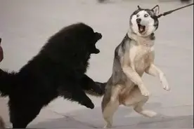 哈士奇VS藏獒——不得不说，哈士奇是输了气势，却赢了表情图片