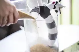 婚礼就靠这个集赞了！10种婚礼仪式新玩法！图片