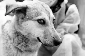 实拍关在笼子里的狗狗，当救援人员到后，狗狗的眼睛湿润了图片