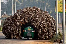 摩托车特技大赛，他们都带着自己的作品来了图片