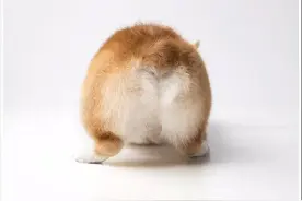 你知道有一种萌叫做柯基的屁股吗？喂110吗！这边有人耍流氓！图片