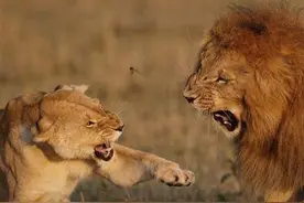 雄狮强行和母狮交配，惹怒母狮结果下场惨烈图片