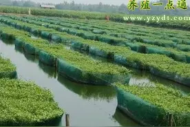 黄鳝自然产卵的人工孵养图片